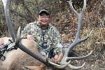 Archery Bull Elk