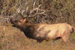 Rifle Bull Elk