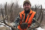 Mule Deer
