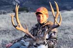 Mule Deer